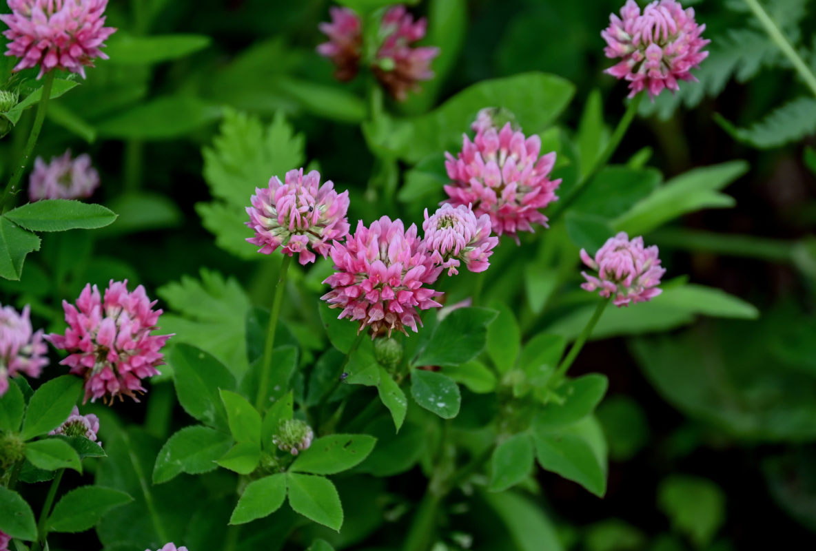 Image of Trifolium hybridum specimen.
