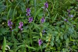 Stachys palustris