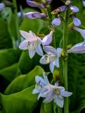 Hosta albomarginata