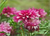 Dahlia × cultorum