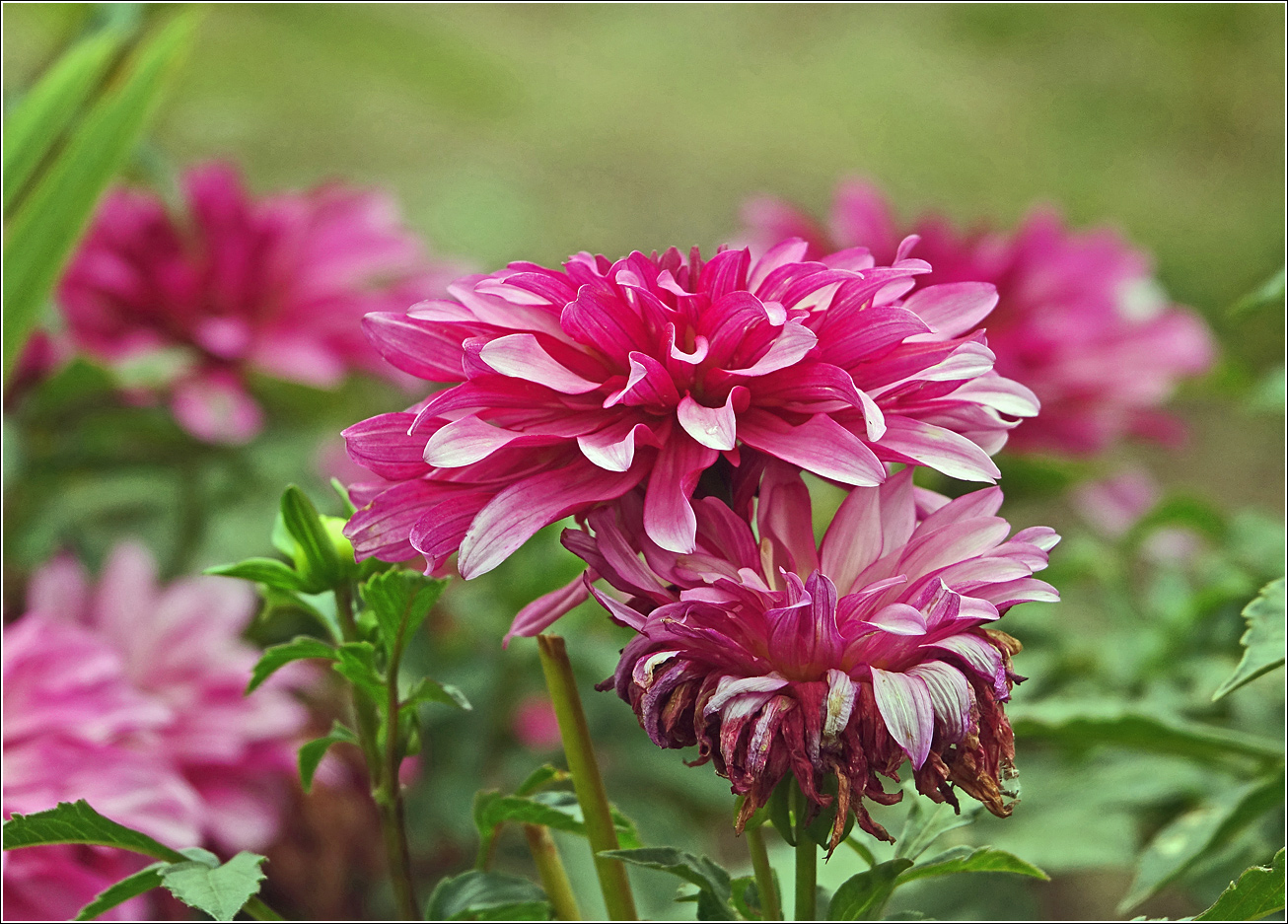Изображение особи Dahlia × cultorum.