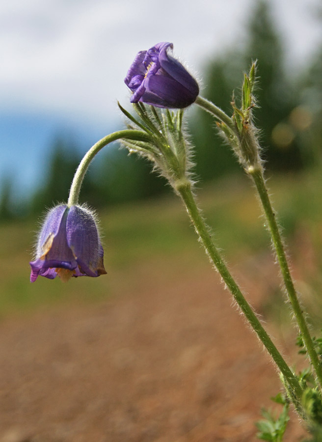 Изображение особи Pulsatilla campanella.