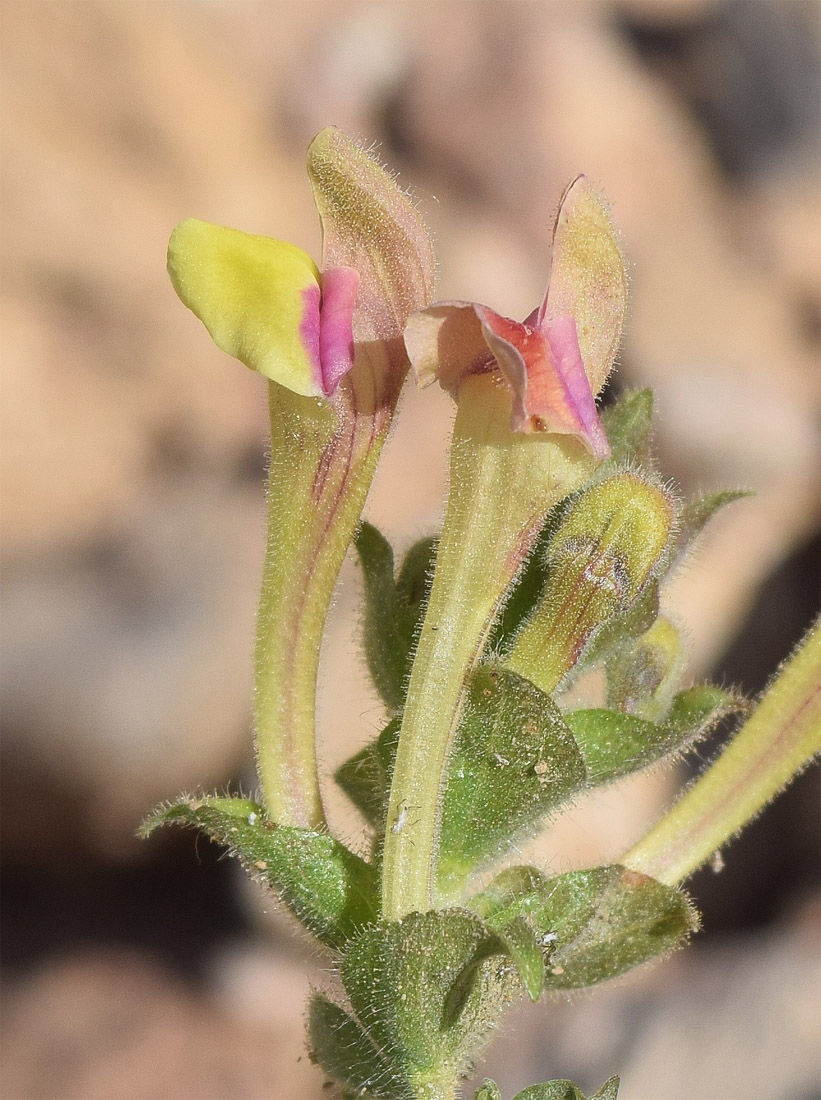 Изображение особи Scutellaria adenostegia.
