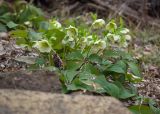 Helleborus caucasicus