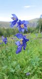 Aquilegia glandulosa