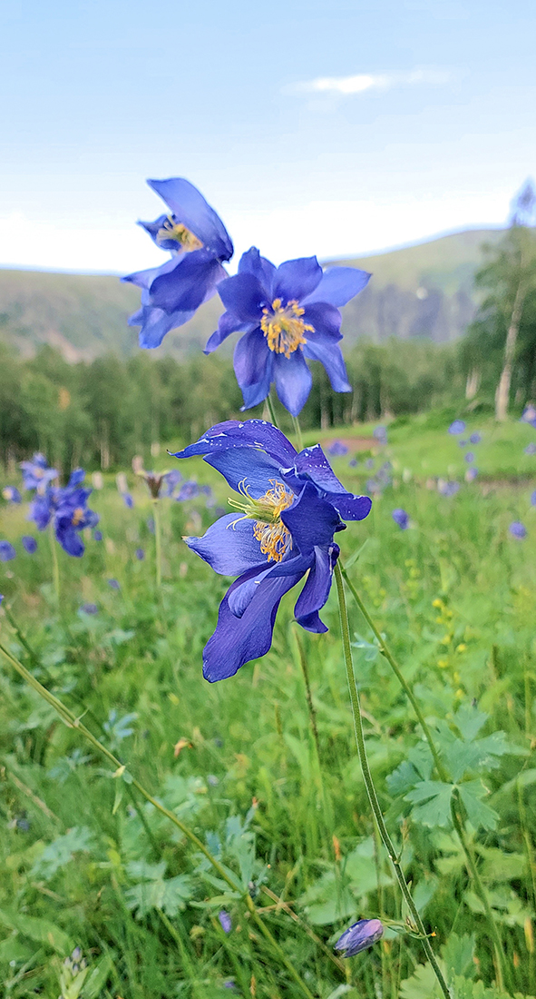 Image of Aquilegia glandulosa specimen.