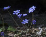 Hepatica nobilis