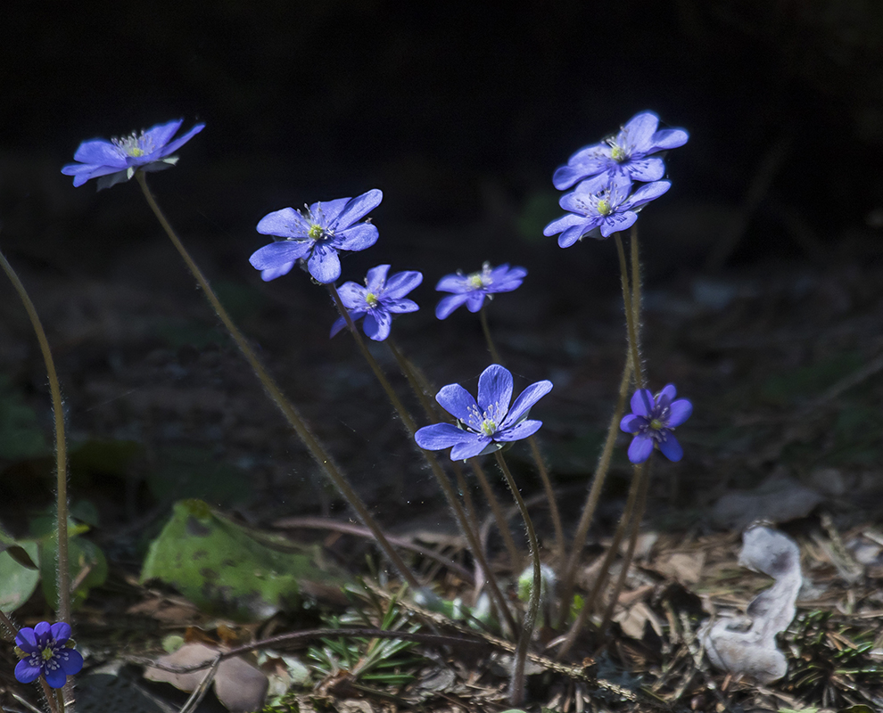 Image of Hepatica nobilis specimen.