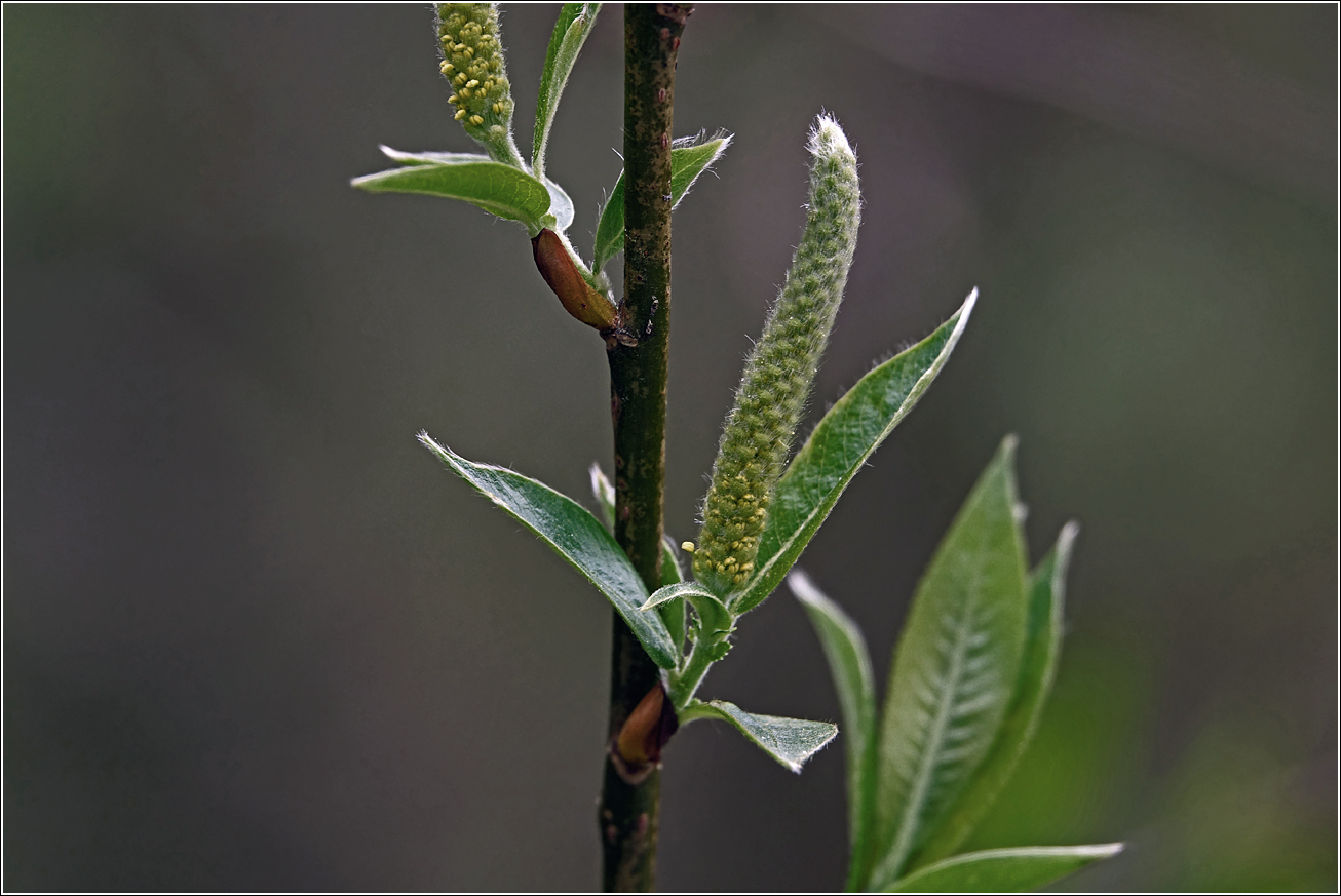 Image of Salix triandra specimen.