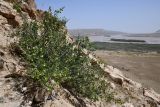 Zygophyllum gontscharovii. Плодоносящее растение. Таджикистан, Хатлонская обл., Кабодиёнский р-н, хр. Актау, горы Ходжа-Казиан, ур. Тахти-Сангин, сухой каменистый склон. 14 апреля 2025 г.