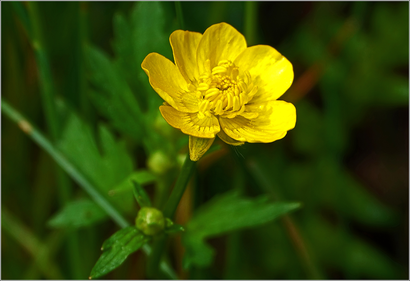 Image of Ranunculus repens specimen.