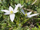 род Ornithogalum