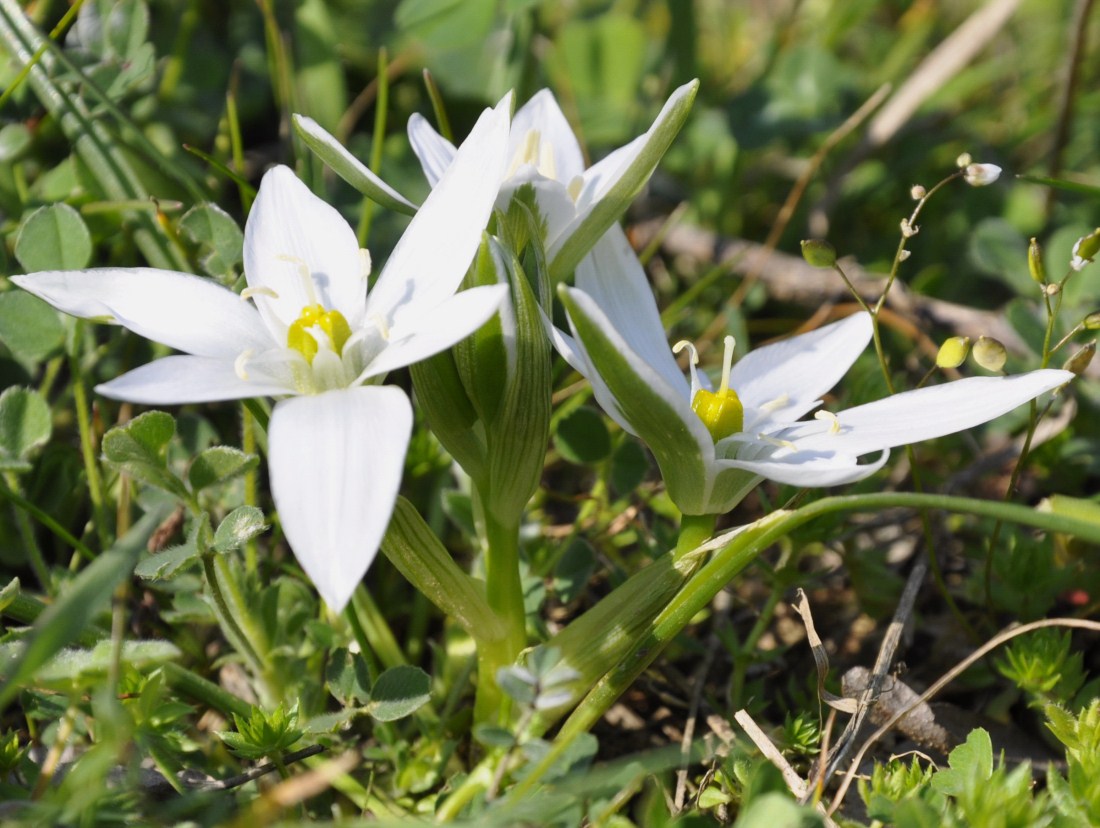 Изображение особи род Ornithogalum.