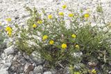Medicago saxatilis. Цветущие растения. Крым, Бахчисарайский р-н, окр. с. Танковое, берег водохранилища, известняковый склон. 05.06.2025.