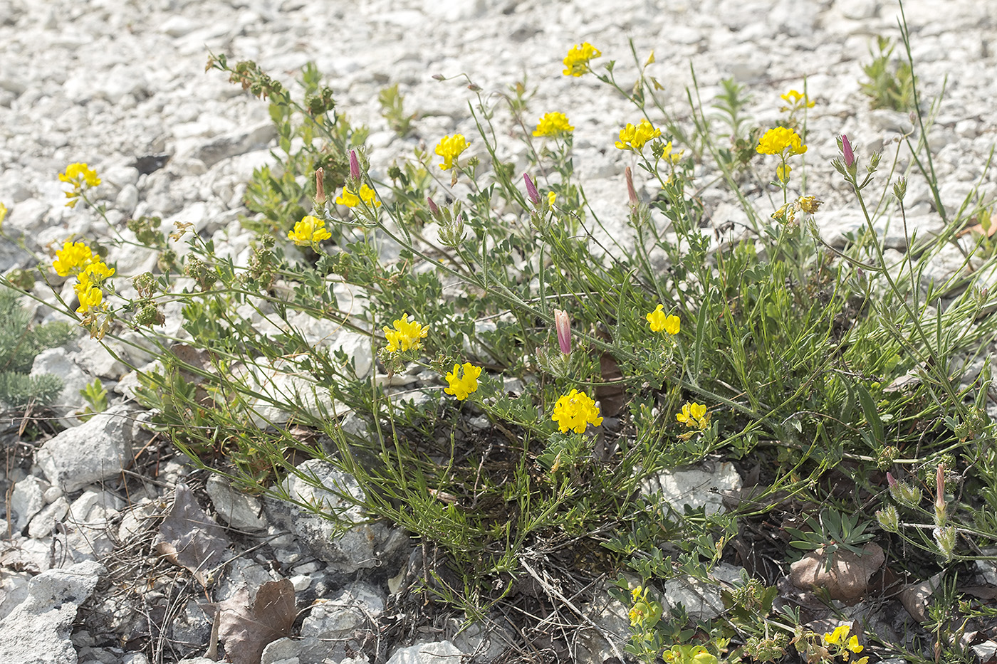 Image of Medicago saxatilis specimen.