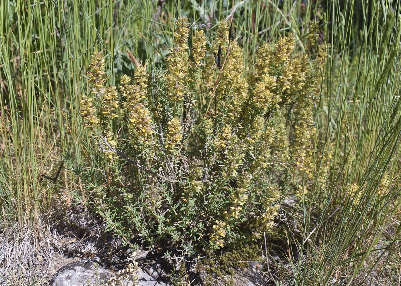 Image of Thymus vulgaris specimen.
