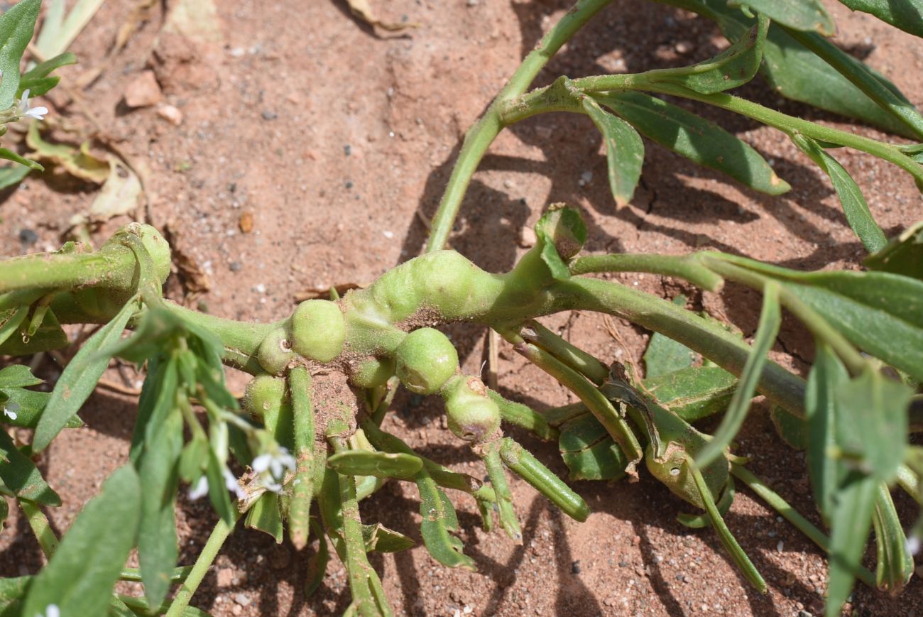 Image of Strigosella stenopetala specimen.