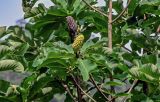 Magnolia officinalis. Верхушка ветви с незрелым и зрелым плодами. Китай, пров. Аньхой, национальный парк \"Хуаншань\", ≈ 1000 м н.у.м., опушка смешанного леса. 30.05.2025.