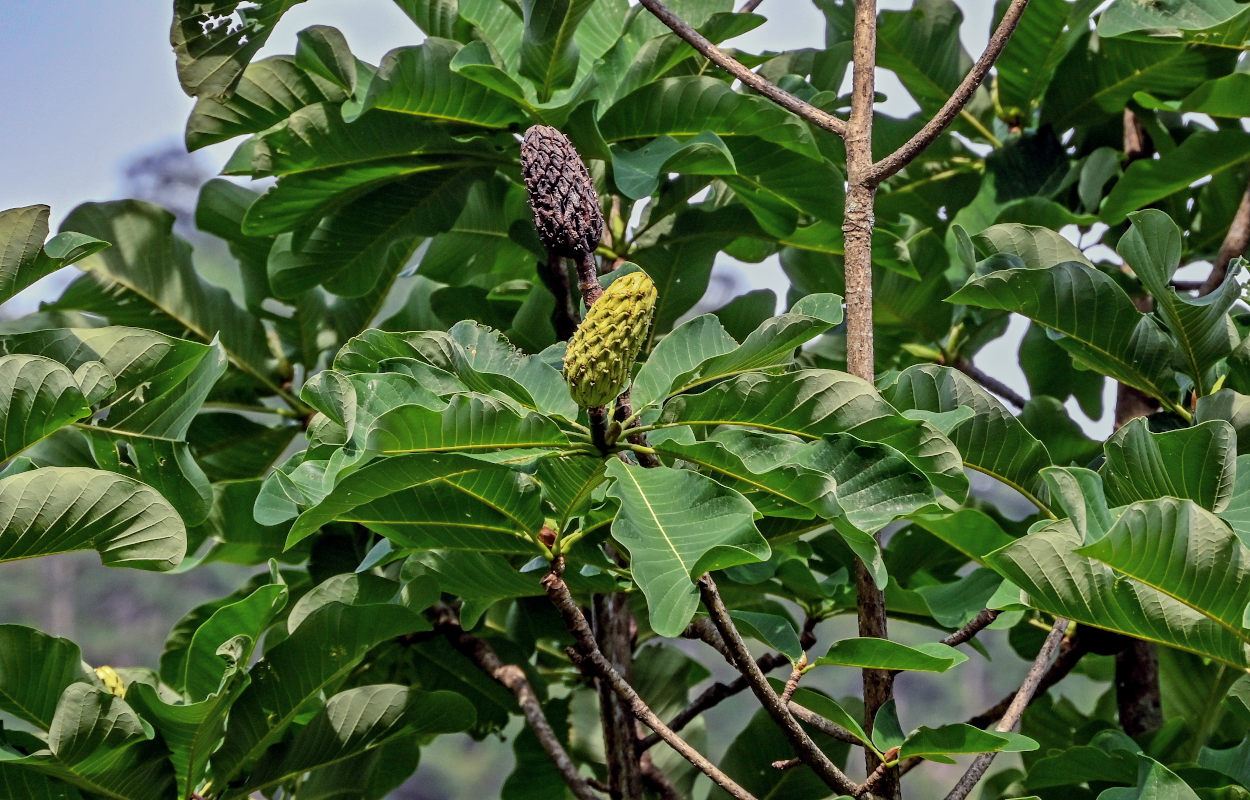 Изображение особи Magnolia officinalis.