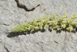 Reseda lutea. Соцветие. Турция, ил Агры, г. Догубаязит, скала, возвышающаяся на северо-востоке от дворца Исхак-паши, юго-западный склон, выс. 1820 м н.у.м, на скале. 20 мая 2025 г.