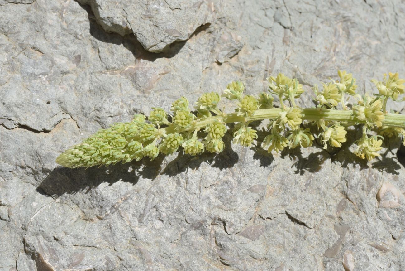 Image of Reseda lutea specimen.