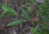 genus Salix. Часть побега. Турция, ил Ван, рядом с водопадом Мурадие, берег р. Бендимахи. 20 мая 2025 г.