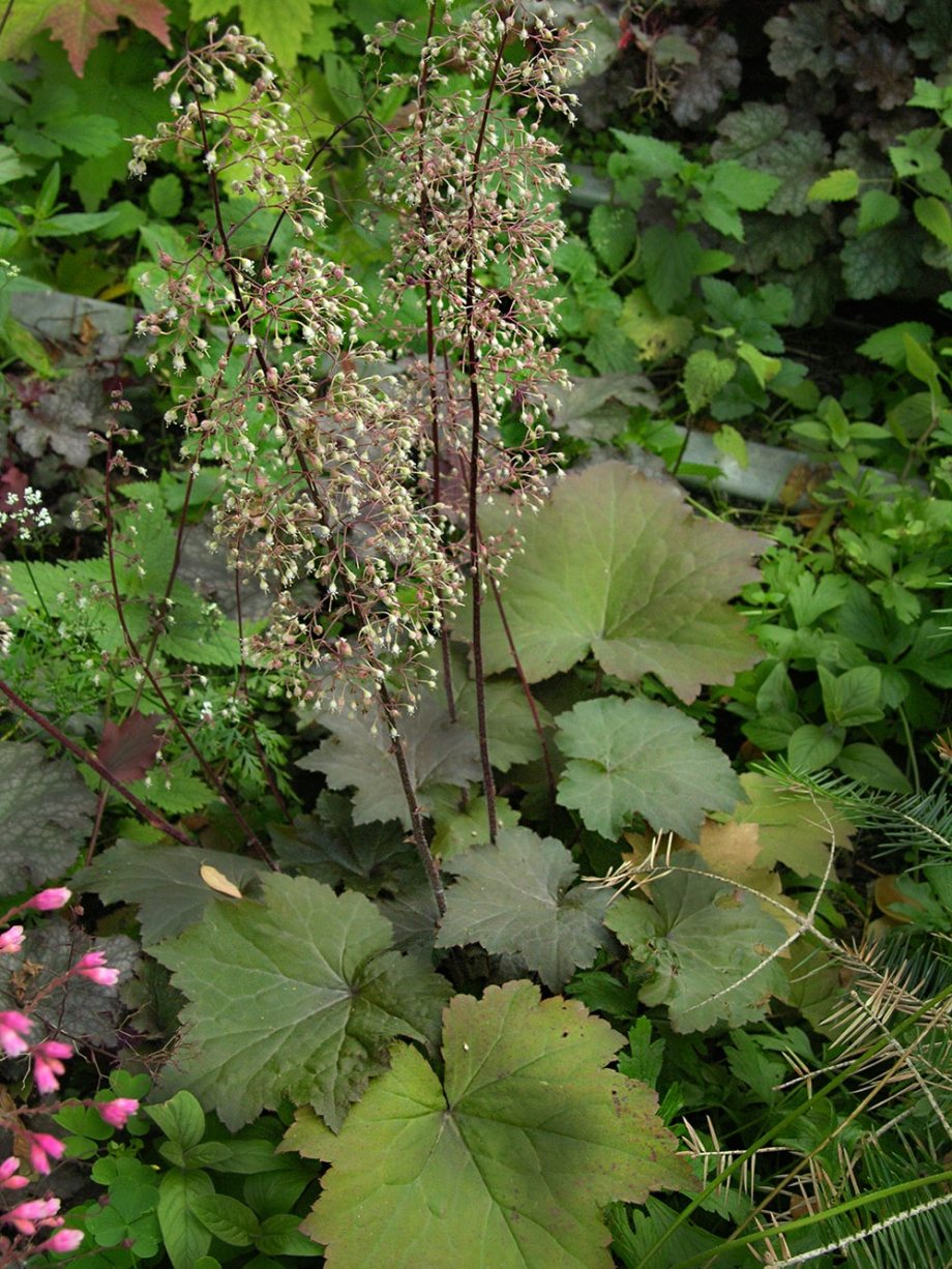 Image of Heuchera &times; hybrida specimen.