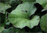 Tussilago farfara. Лист с погрызами. Московская обл., Раменский р-н, окр. дер. Хрипань, садовый участок. 18.08.2025.