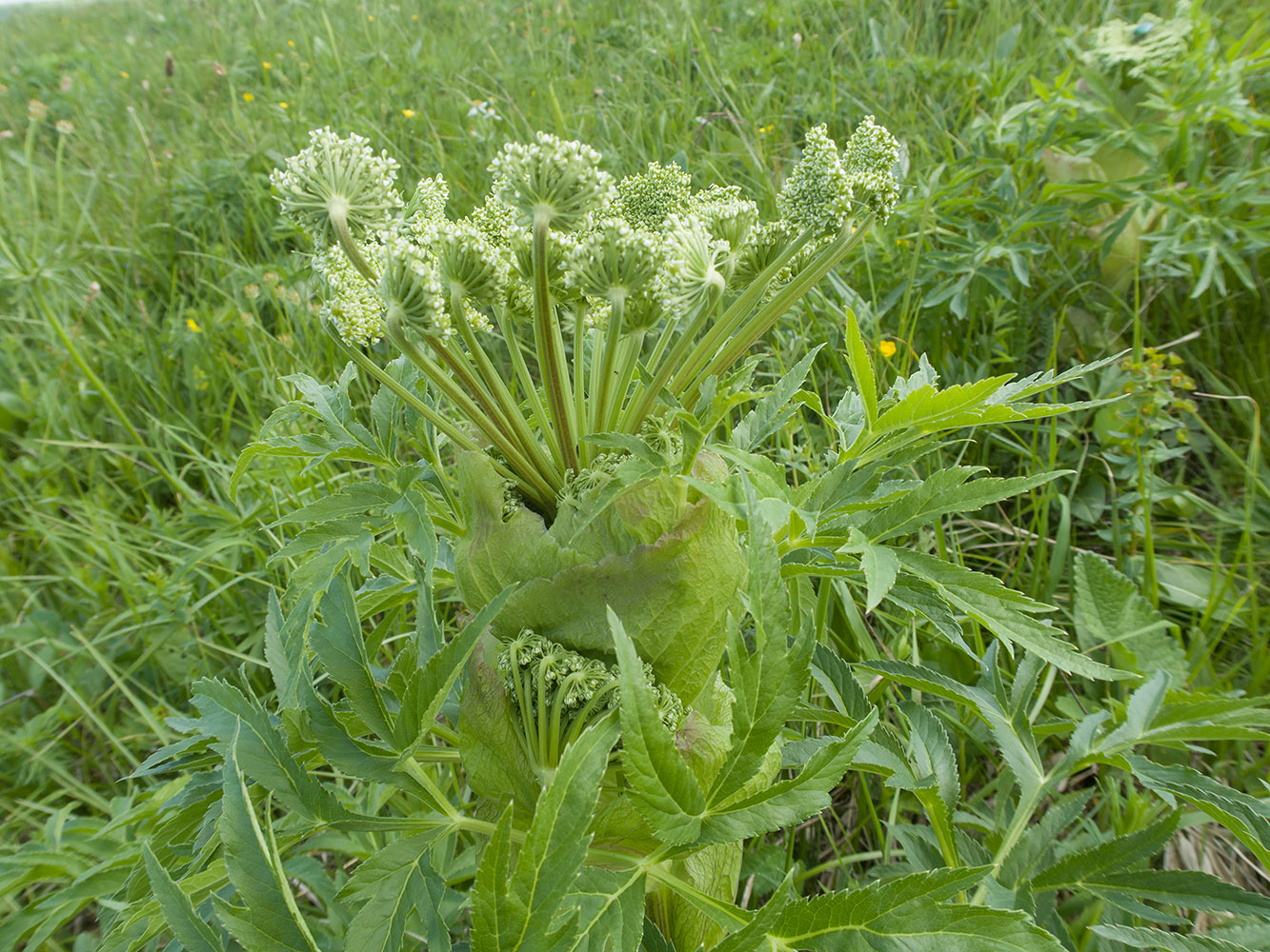 Image of familia Apiaceae specimen.