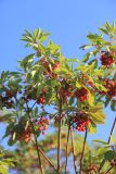 Смотреть изображение Arbutus andrachne
