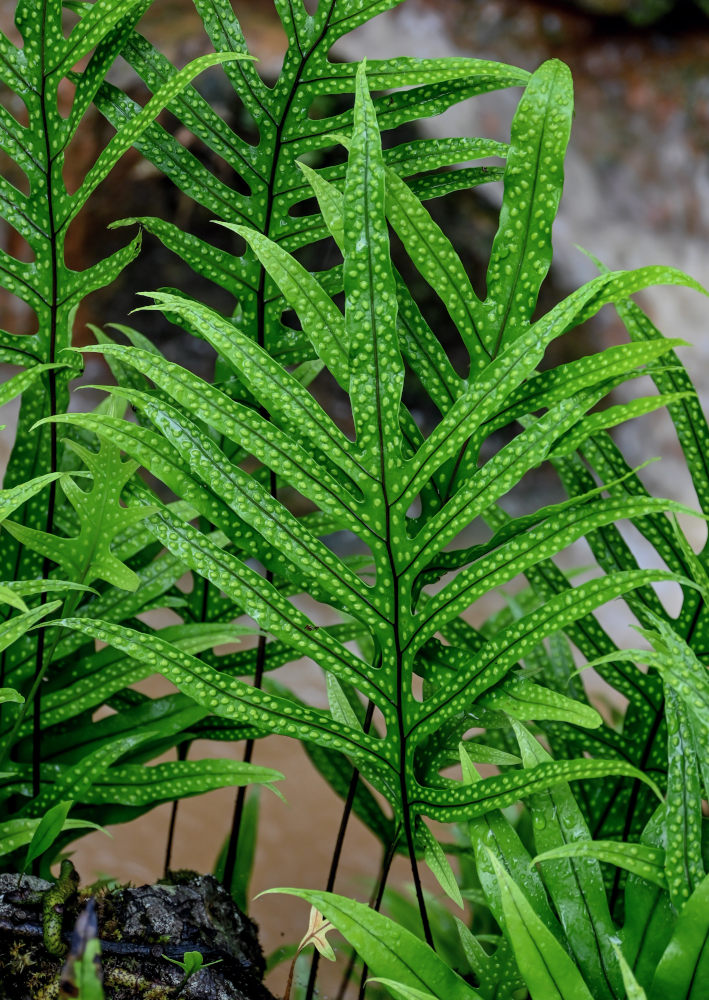 Image of Phymatosorus grossus specimen.