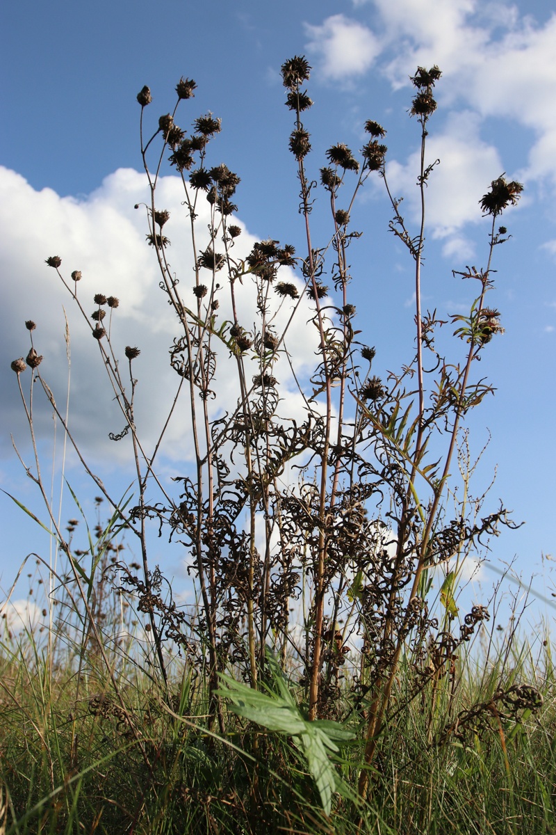Image of Centaurea scabiosa specimen.