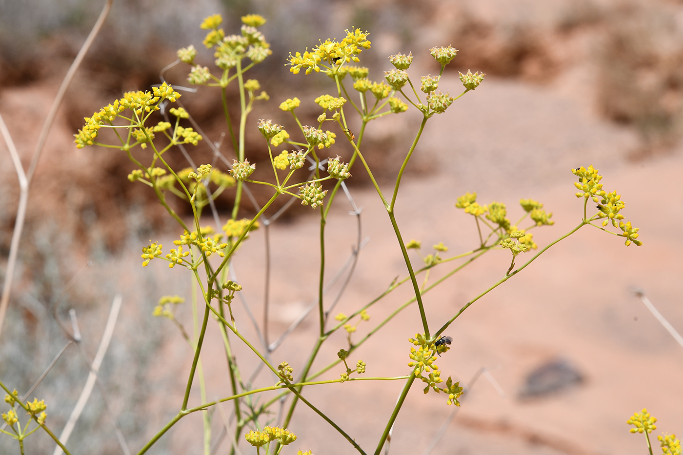 Изображение особи Seseli sessiliflorum.