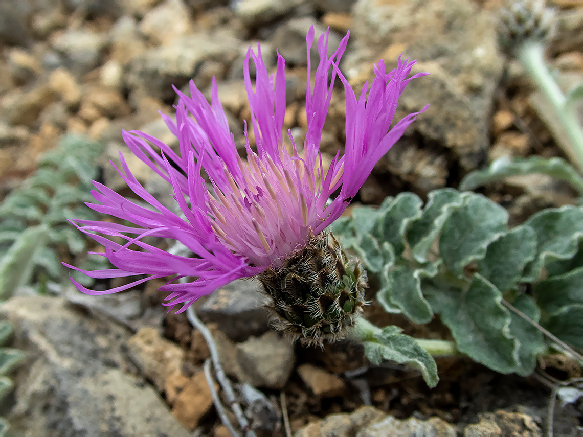 Изображение особи Psephellus declinatus.