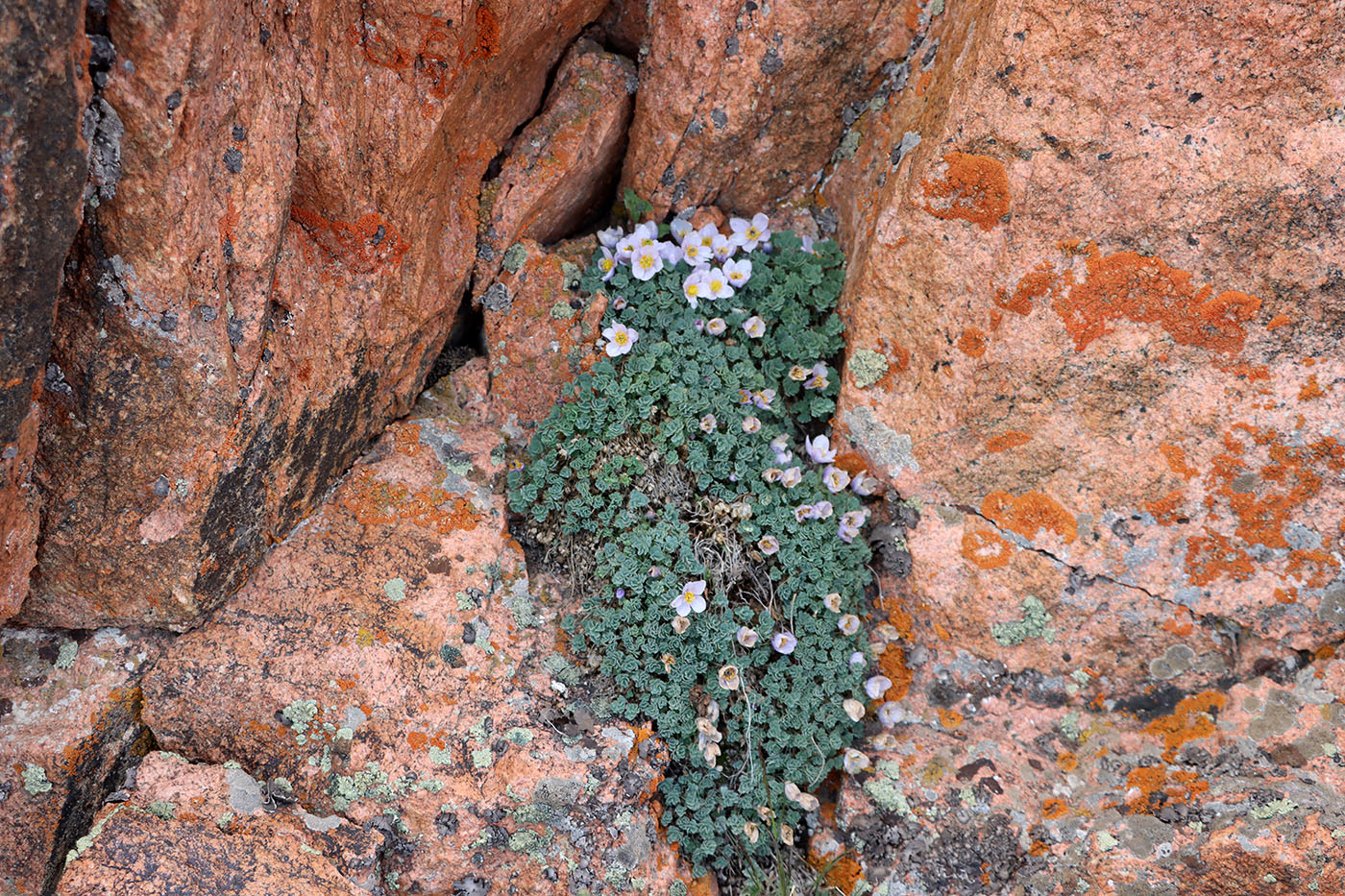 Изображение особи Paraquilegia caespitosa.