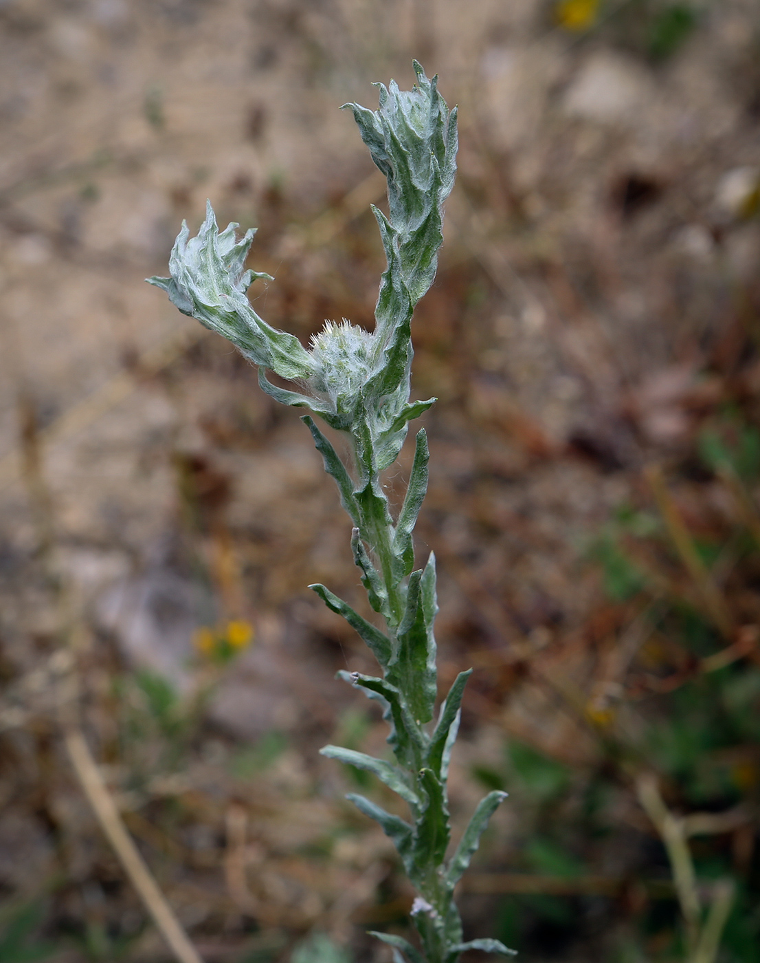Image of Filago germanica specimen.