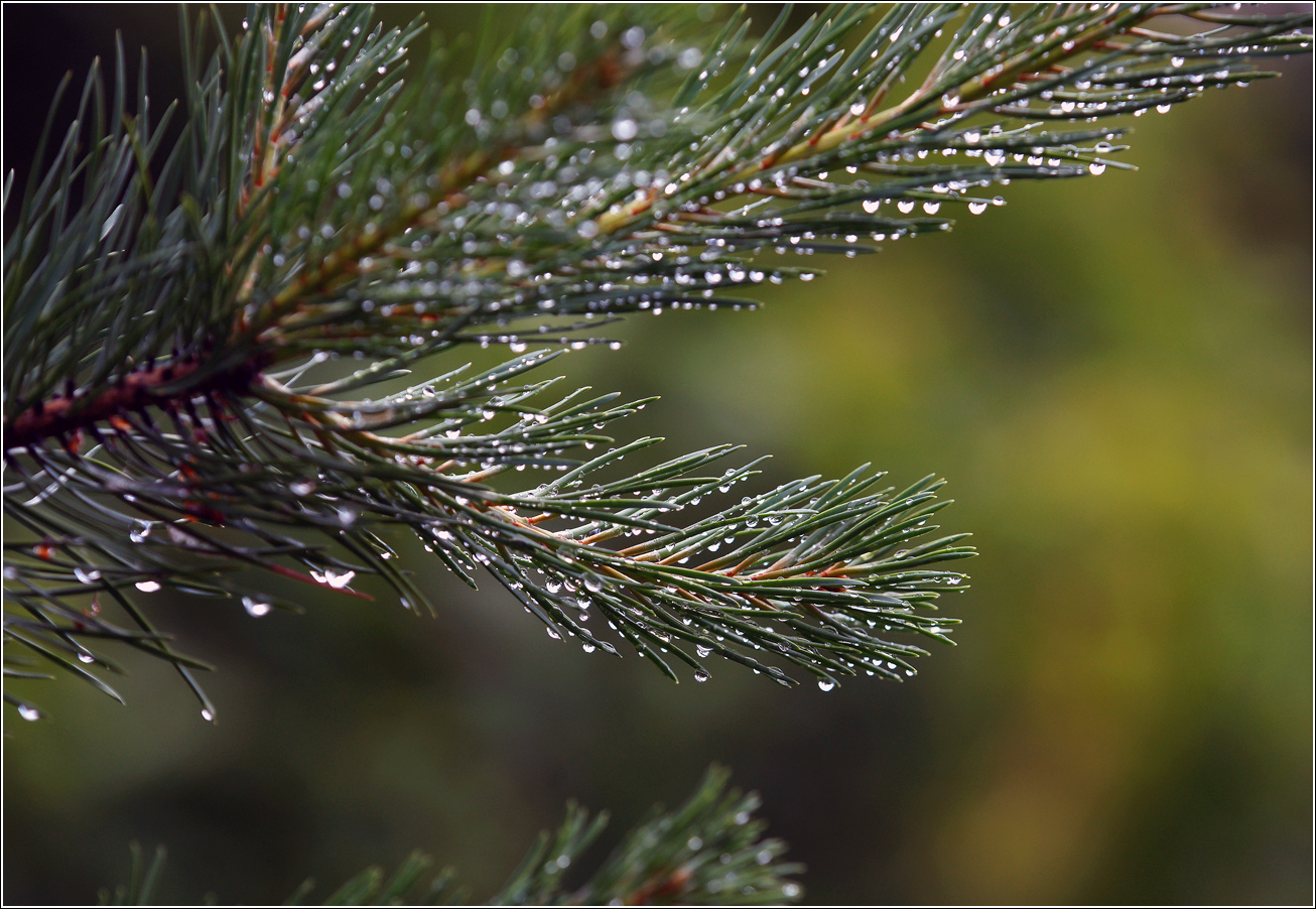 Image of Pinus sylvestris specimen.
