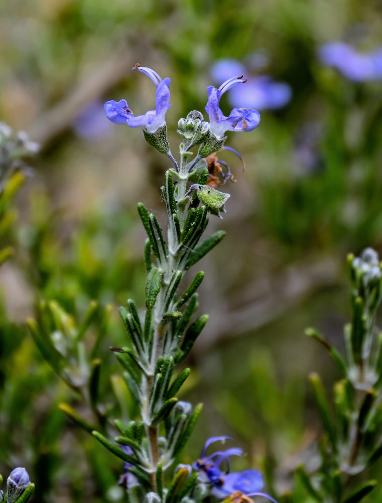 Изображение особи Rosmarinus officinalis.