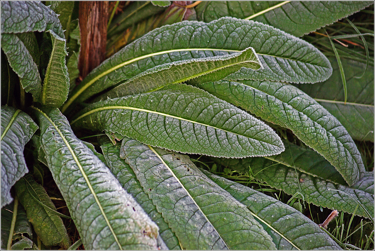 Изображение особи Неопознанный вид.