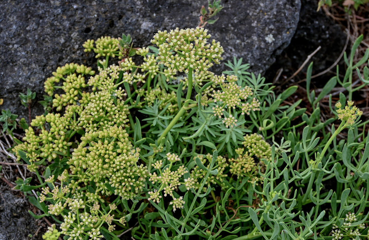 Изображение особи Crithmum maritimum.