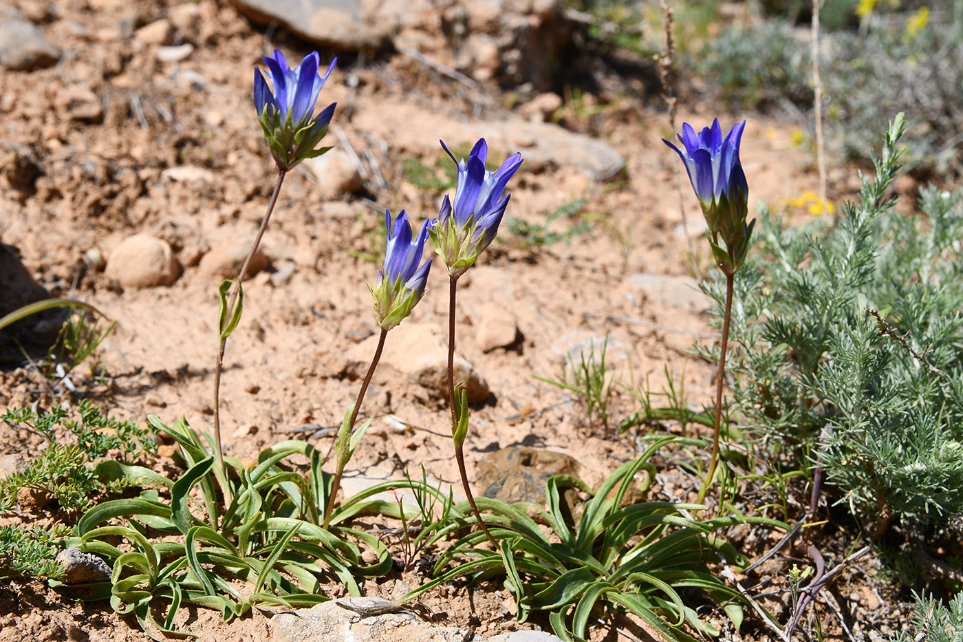 Image of Gentiana olivieri specimen.