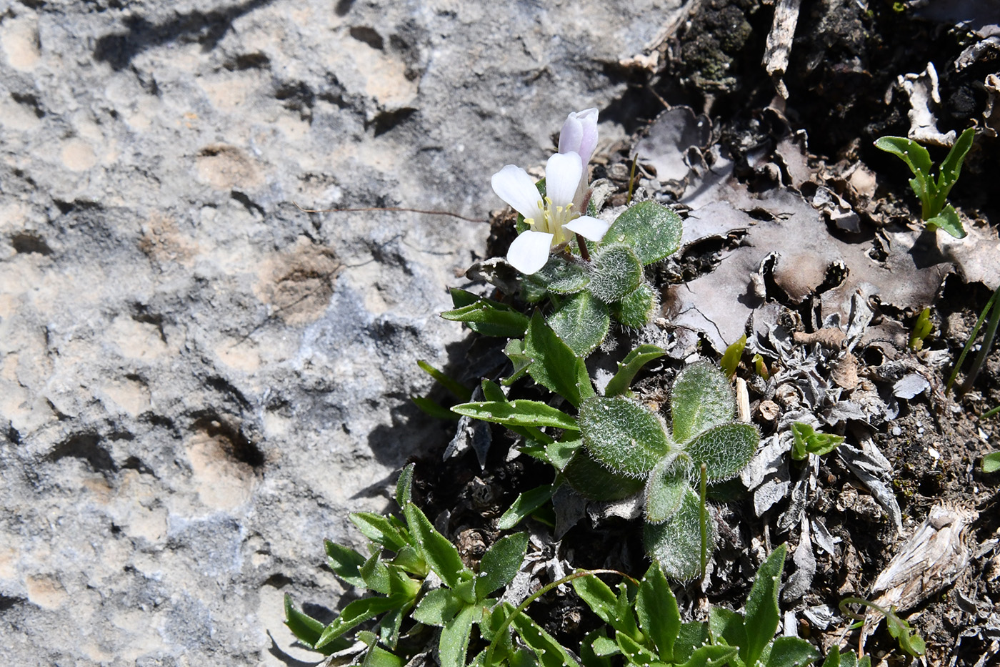 Изображение особи семейство Brassicaceae.