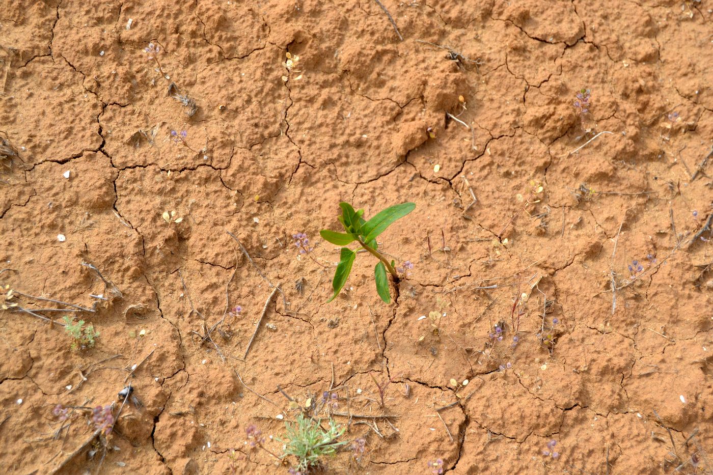 Image of Cynanchum acutum specimen.