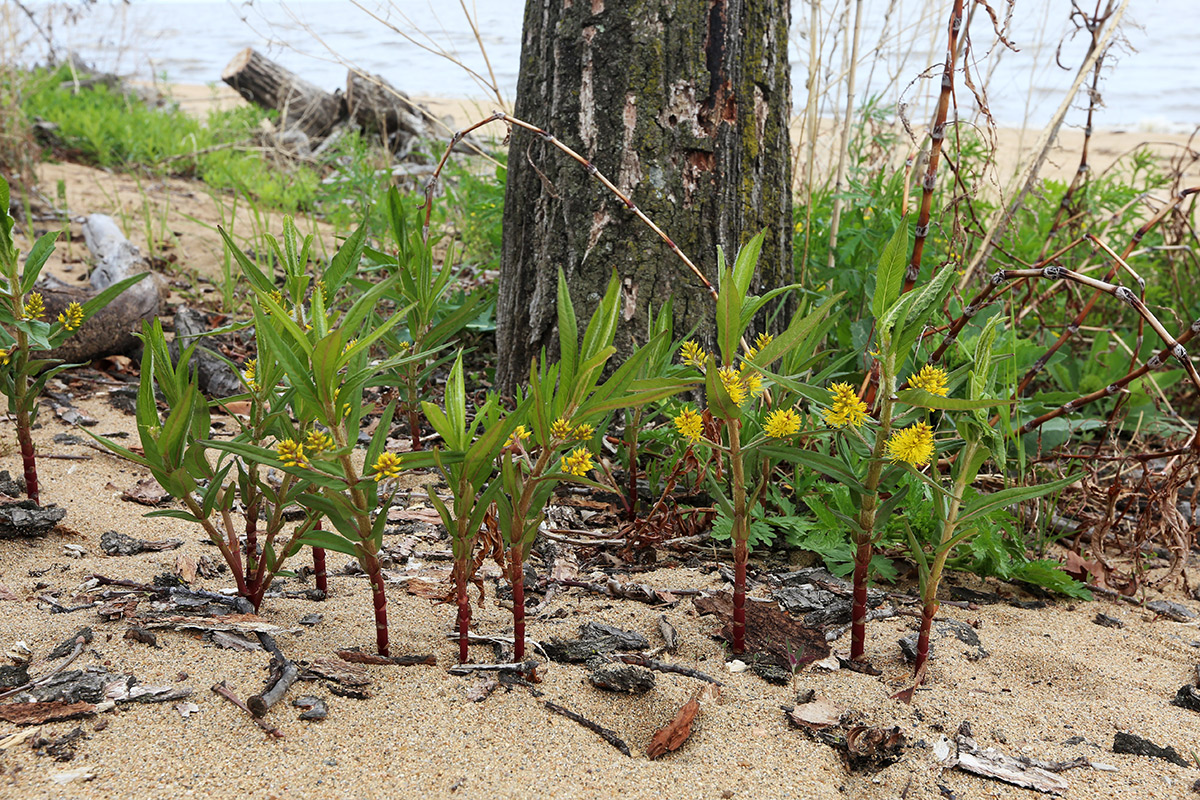 Image of Naumburgia thyrsiflora specimen.