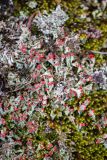 род Cladonia
