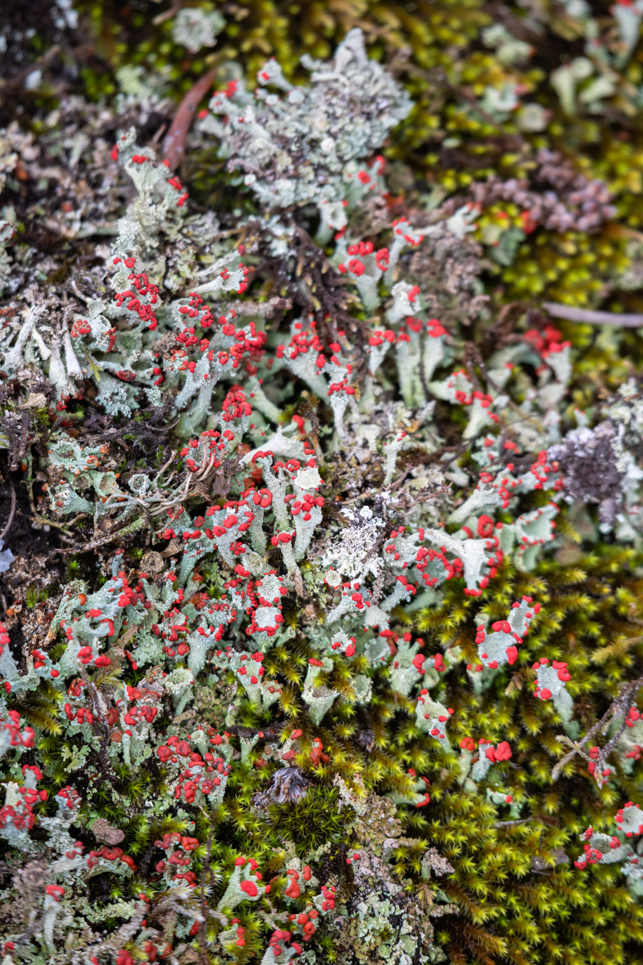 Изображение особи род Cladonia.