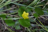 Lysimachia nummularia. Часть побега с цветком. Крым, Севастополь, Инкерман, луг в пойме р. Чёрная. 21.06.2026.
