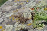 genus Crupina. Корневая система и основание побега извлечённого из грунта растения. Грузия, край Самцхе-Джавахети, окраина с. Тмогви, окр. южного берега оз. Цунда, горная степь. 8 июня 2026 г.