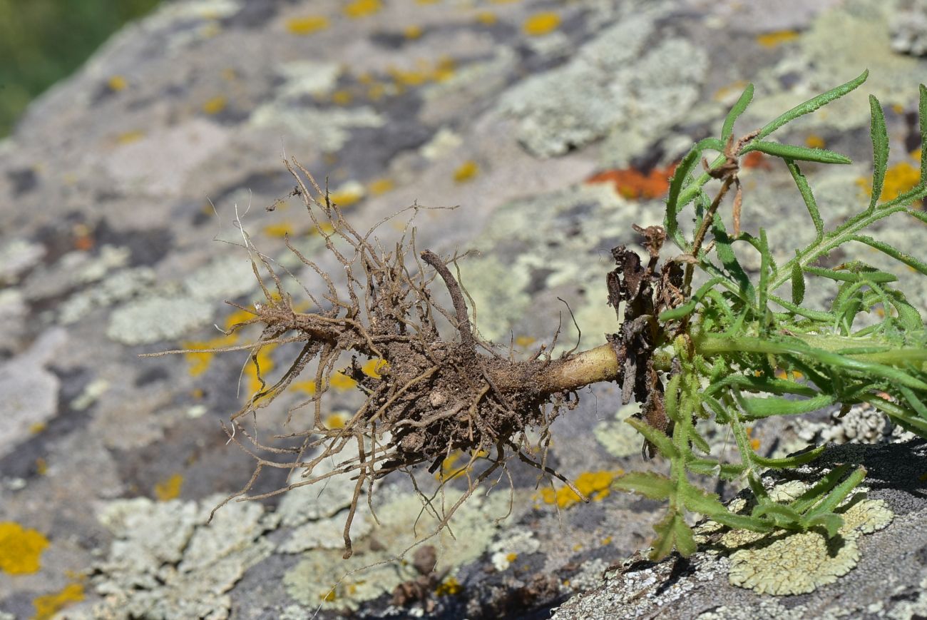 Image of genus Crupina specimen.