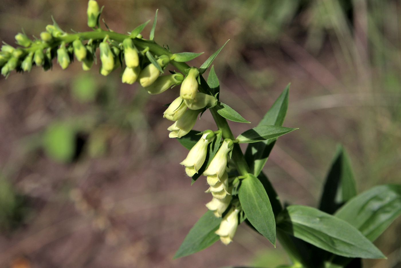 Image of Digitalis ciliata specimen.